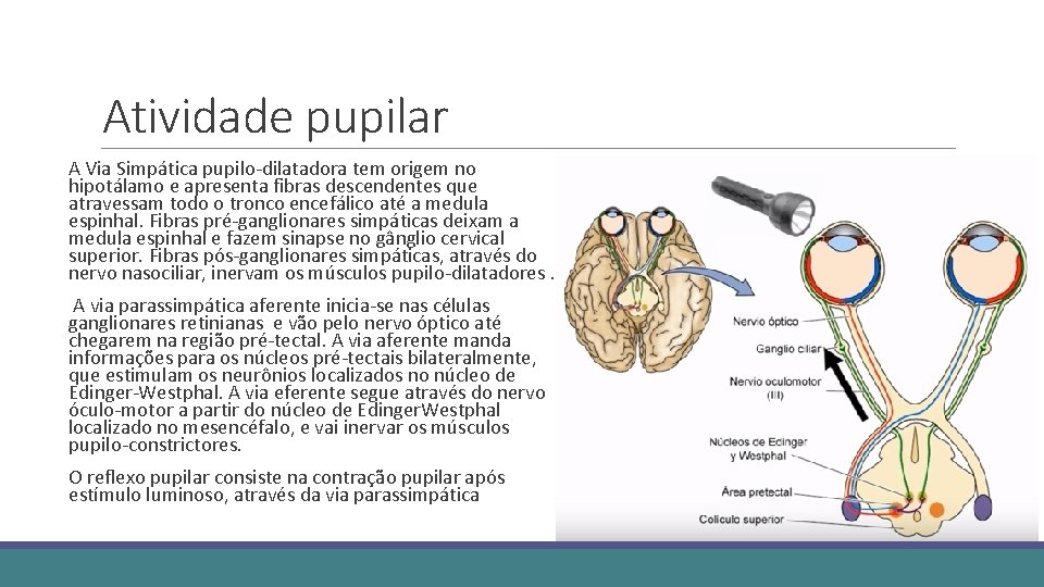 Atividade pupilar A Via Simpática pupilo-dilatadora tem origem no hipotálamo e apresenta fibras descendentes