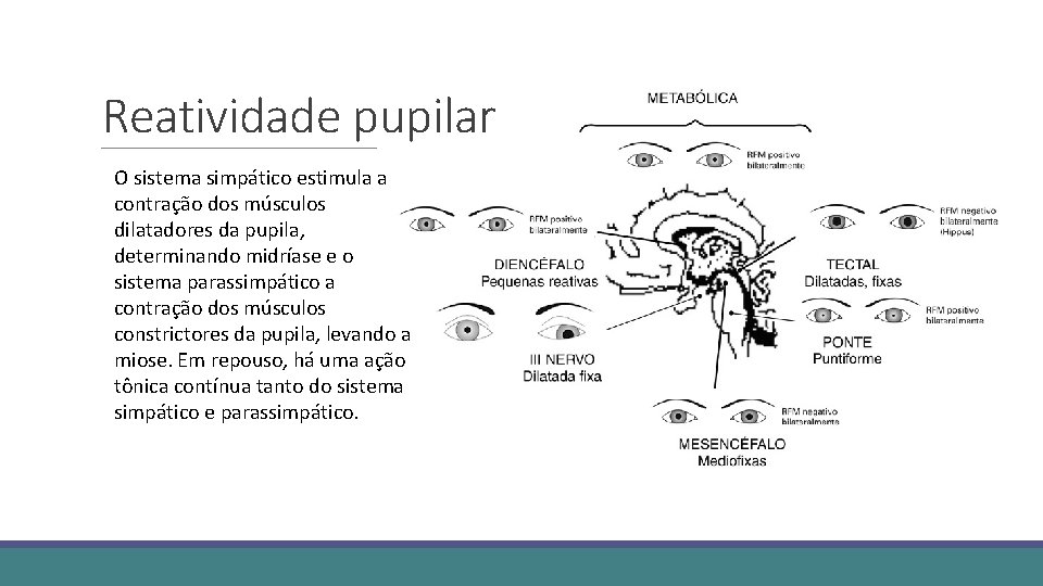 Reatividade pupilar O sistema simpático estimula a contração dos músculos dilatadores da pupila, determinando