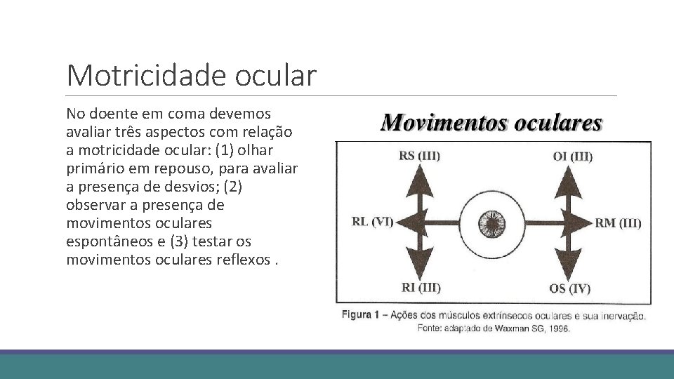 Motricidade ocular No doente em coma devemos avaliar três aspectos com relação a motricidade