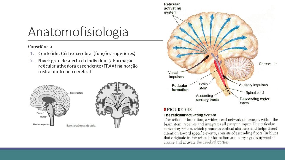 Anatomofisiologia Consciência 1. Conteúdo: Córtex cerebral (funções superiores) 2. Nível: grau de alerta do