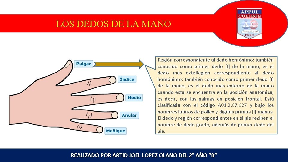 LOS DEDOS DE LA MANO Región correspondiente al dedo homónimo: también conocido como primer