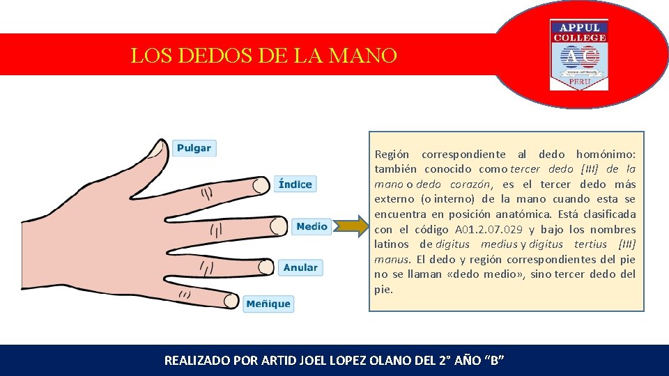 LOS DEDOS DE LA MANO Región correspondiente al dedo homónimo: también conocido como tercer