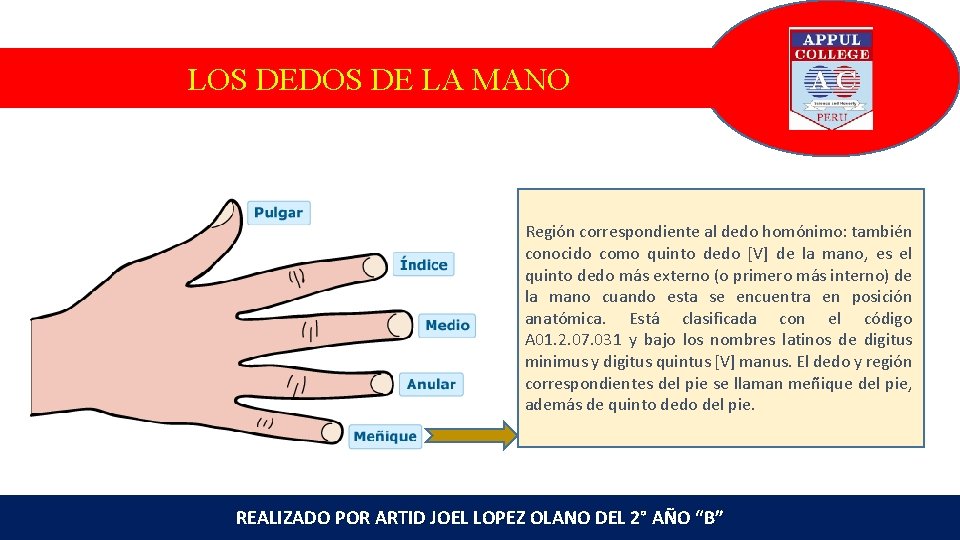 LOS DEDOS DE LA MANO Región correspondiente al dedo homónimo: también conocido como quinto