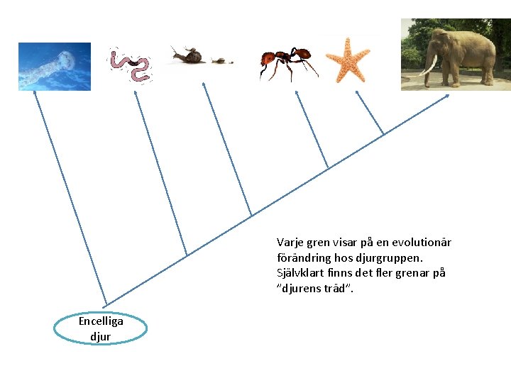 Varje gren visar på en evolutionär förändring hos djurgruppen. Självklart finns det fler grenar