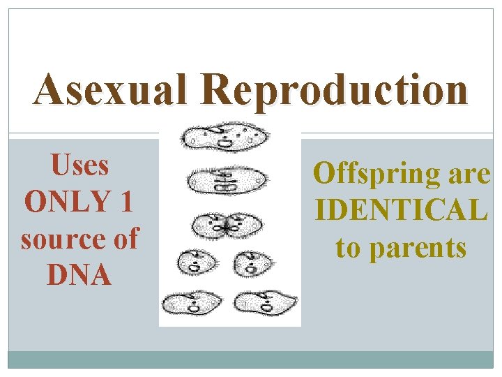 Asexual Reproduction Uses ONLY 1 source of DNA Offspring are IDENTICAL to parents 