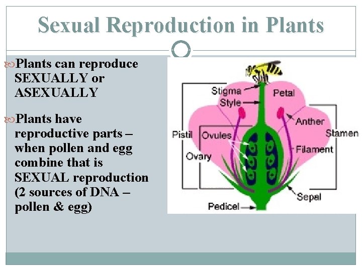 Sexual Reproduction in Plants can reproduce SEXUALLY or ASEXUALLY Plants have reproductive parts –