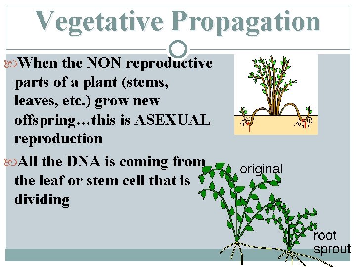 Vegetative Propagation When the NON reproductive parts of a plant (stems, leaves, etc. )