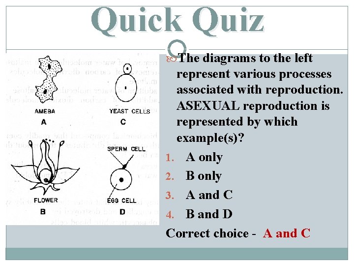 Quick Quiz The diagrams to the left represent various processes associated with reproduction. ASEXUAL