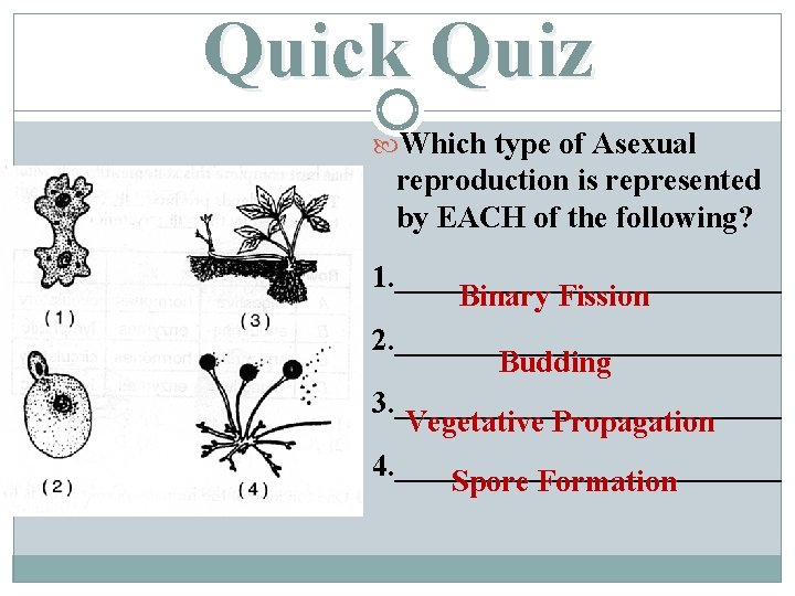 Quick Quiz Which type of Asexual reproduction is represented by EACH of the following?
