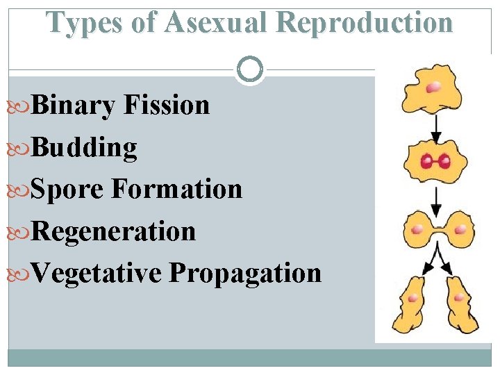 Types of Asexual Reproduction Binary Fission Budding Spore Formation Regeneration Vegetative Propagation 