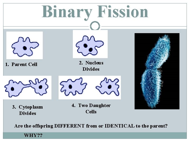 Binary Fission 1. Parent Cell 3. Cytoplasm Divides 2. Nucleus Divides 4. Two Daughter