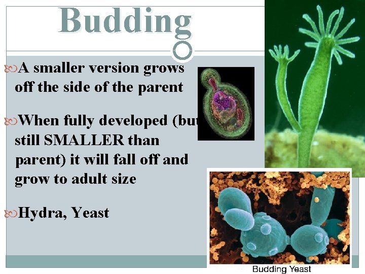 Budding A smaller version grows off the side of the parent When fully developed