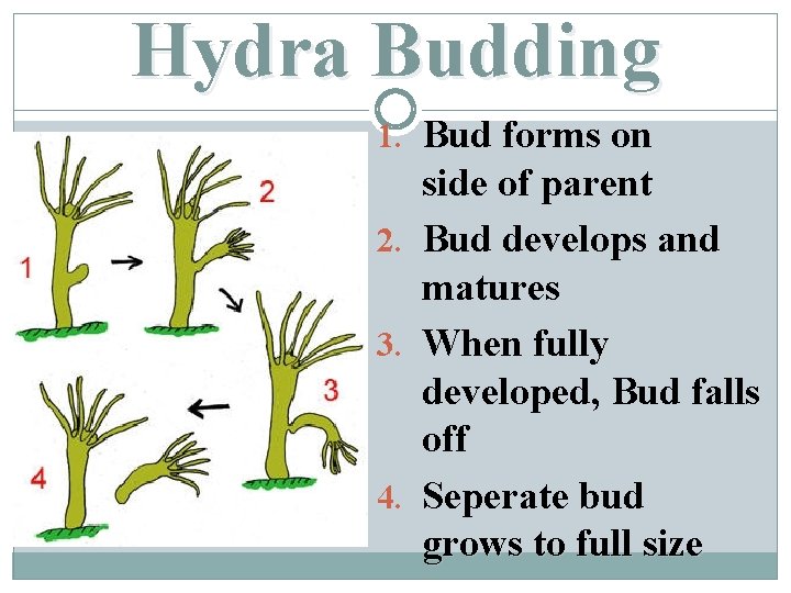 Hydra Budding 1. Bud forms on side of parent 2. Bud develops and matures