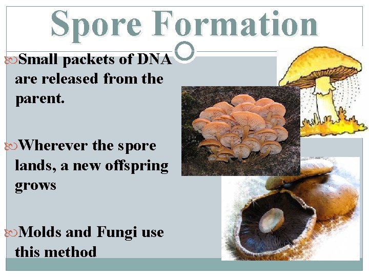 Spore Formation Small packets of DNA are released from the parent. Wherever the spore