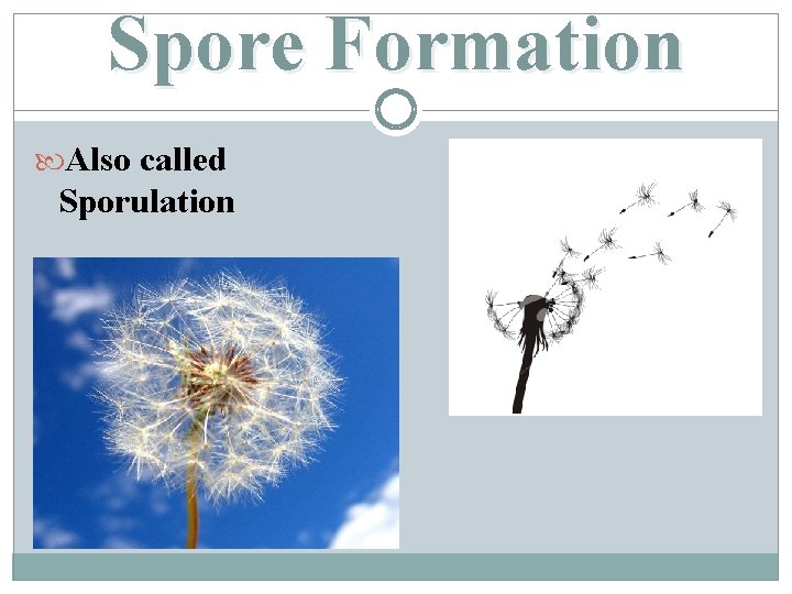 Spore Formation Also called Sporulation 