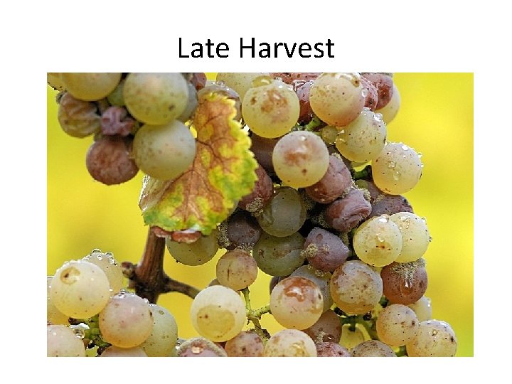 Late Harvest 