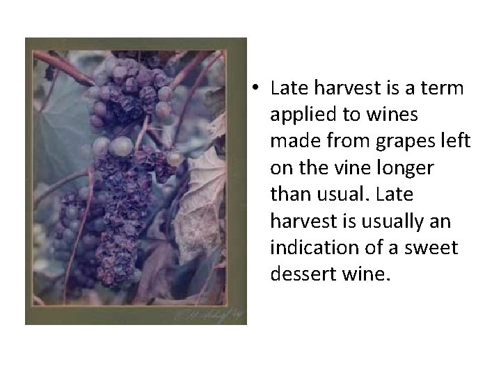 • Late harvest is a term applied to wines made from grapes left • Late harvest is a term applied to wines made from grapes left