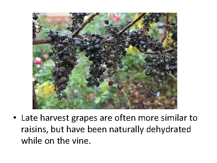 • Late harvest grapes are often more similar to raisins, but have been • Late harvest grapes are often more similar to raisins, but have been
