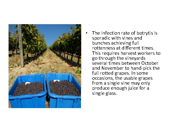  • The infection rate of botrytis is sporadic with vines and bunches achieving