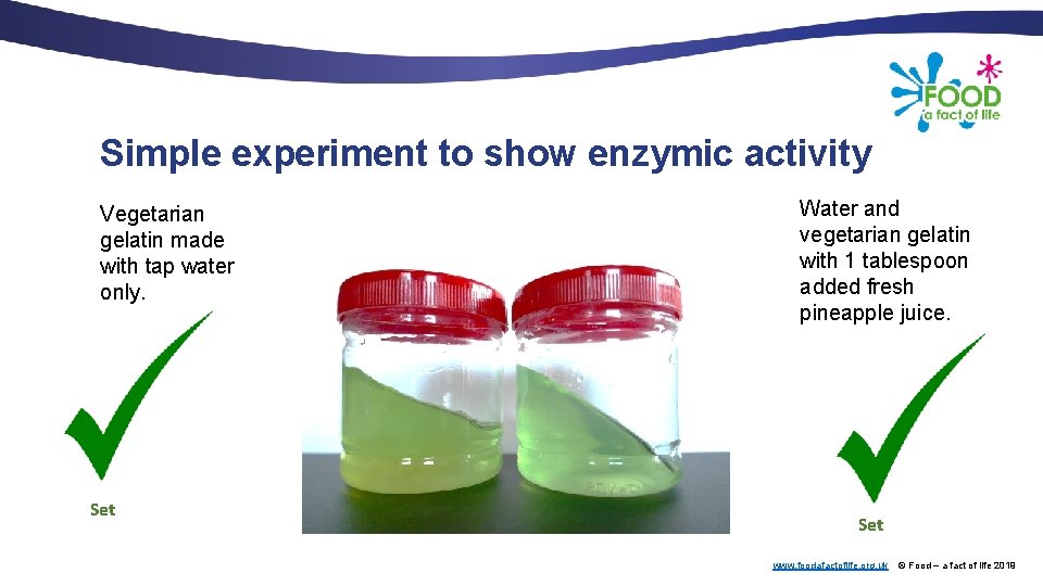 Simple experiment to show enzymic activity Vegetarian gelatin made with tap water only. Set