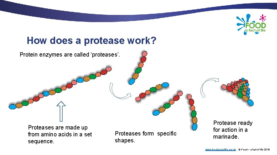 How does a protease work? Protein enzymes are called ‘proteases’. Proteases are made up