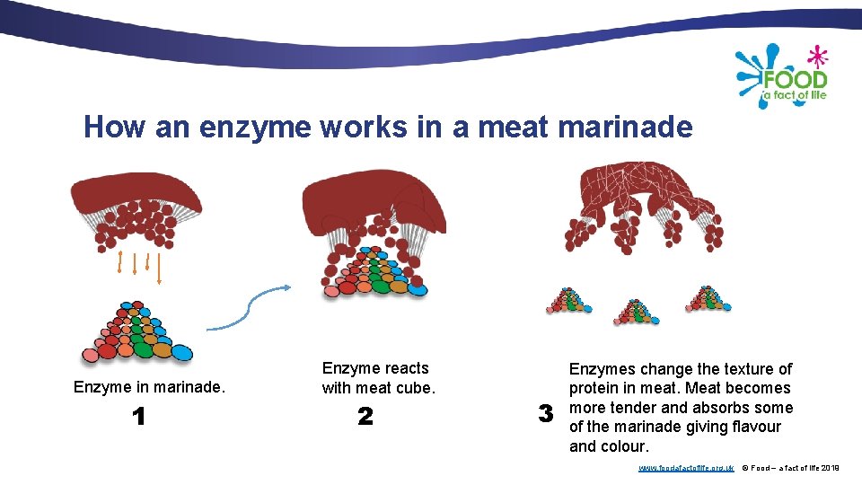 How an enzyme works in a meat marinade Enzyme in marinade. 1 Enzyme reacts