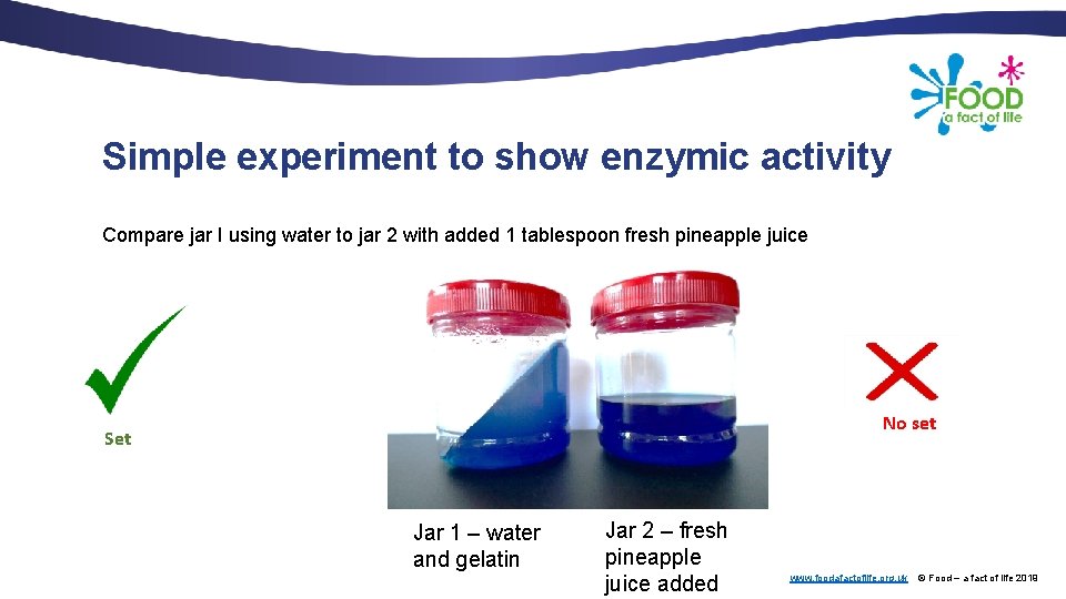 Simple experiment to show enzymic activity Compare jar I using water to jar 2