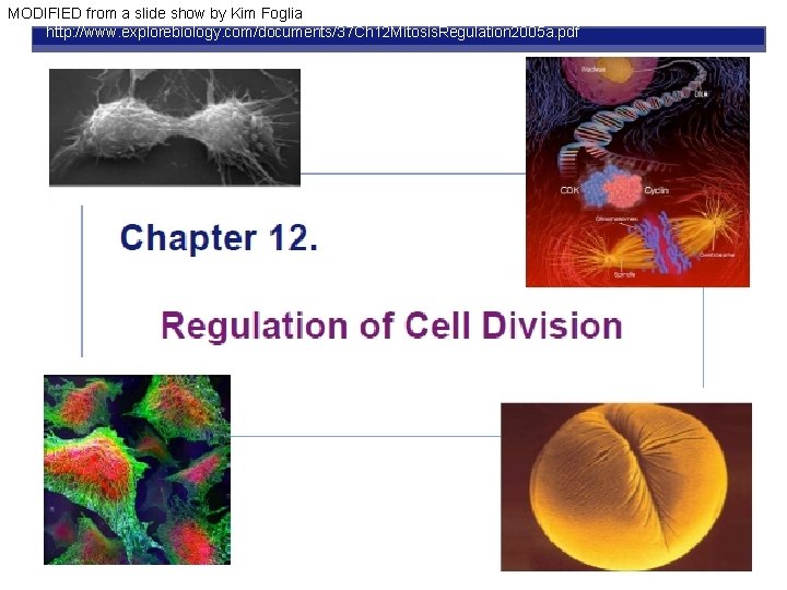 MODIFIED from a slide show by Kim Foglia http: //www. explorebiology. com/documents/37 Ch 12