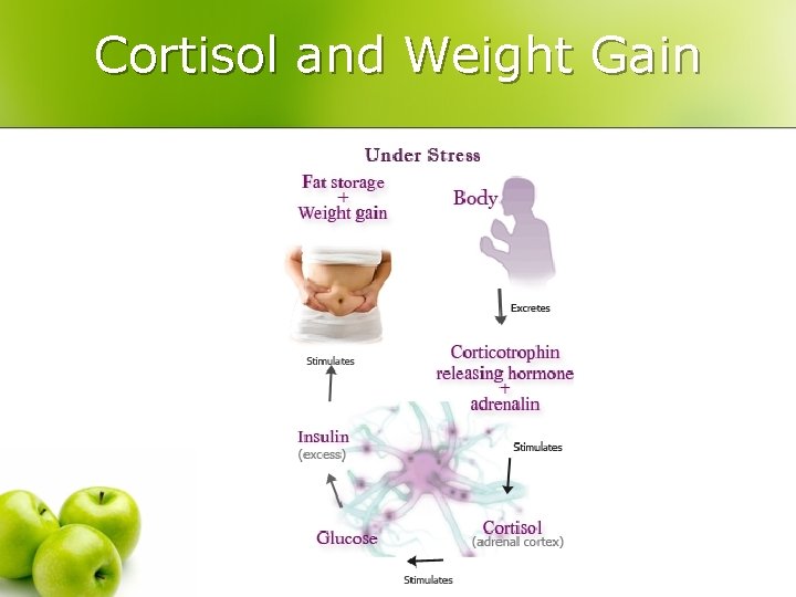 Cortisol and Weight Gain 