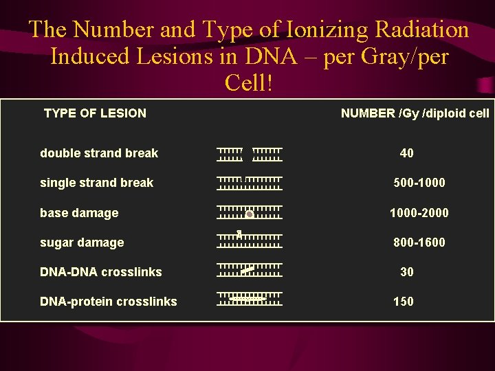 The Number and Type of Ionizing Radiation Induced Lesions in DNA – per Gray/per