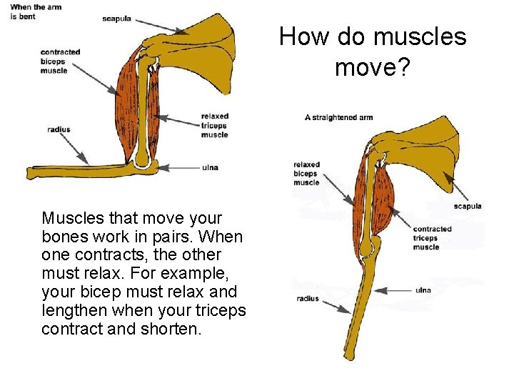 How do muscles move? Muscles that move your bones work in pairs. When one