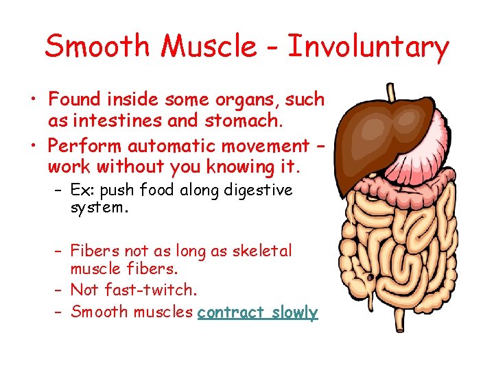 Smooth Muscle - Involuntary • Found inside some organs, such as intestines and stomach.