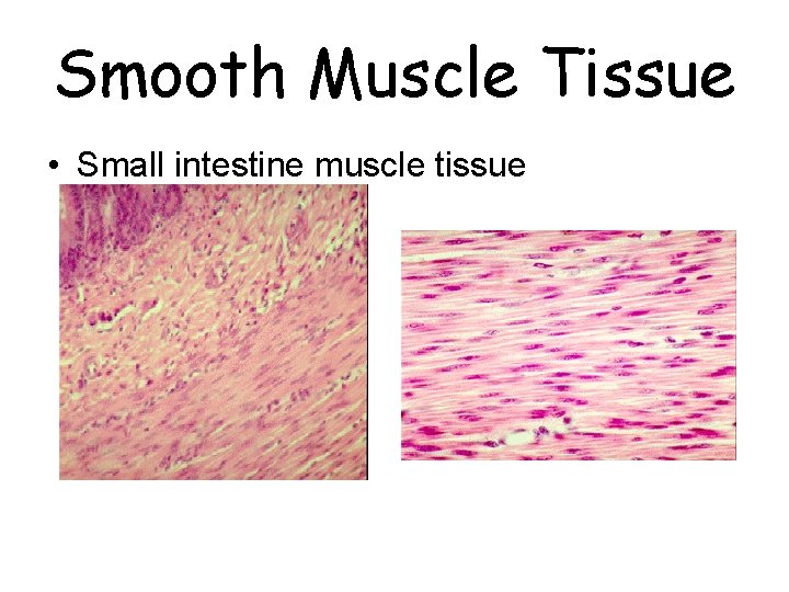 Smooth Muscle Tissue • Small intestine muscle tissue 