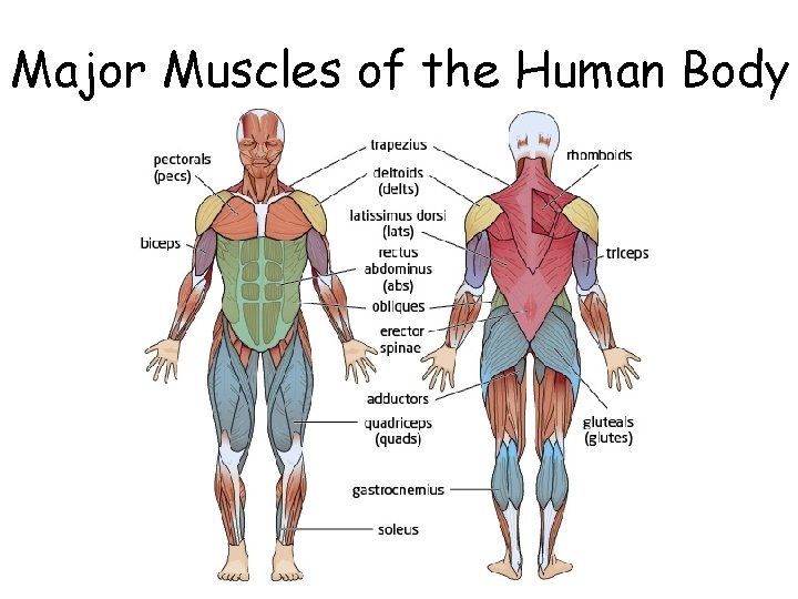 Major Muscles of the Human Body 