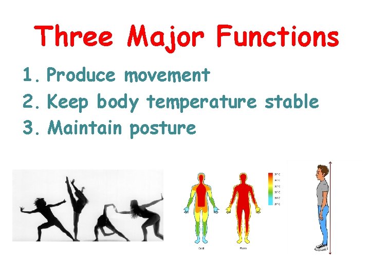 Three Major Functions 1. Produce movement 2. Keep body temperature stable 3. Maintain posture