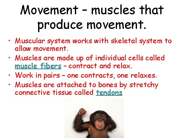 Movement – muscles that produce movement. • Muscular system works with skeletal system to
