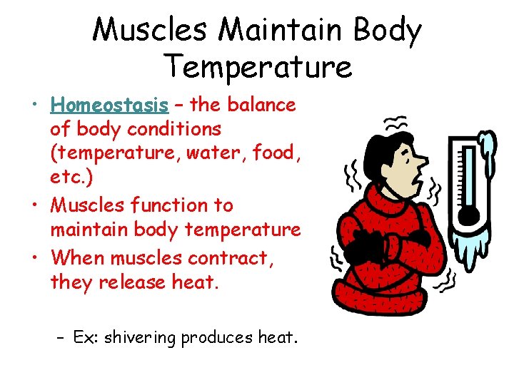 Muscles Maintain Body Temperature • Homeostasis – the balance of body conditions (temperature, water,