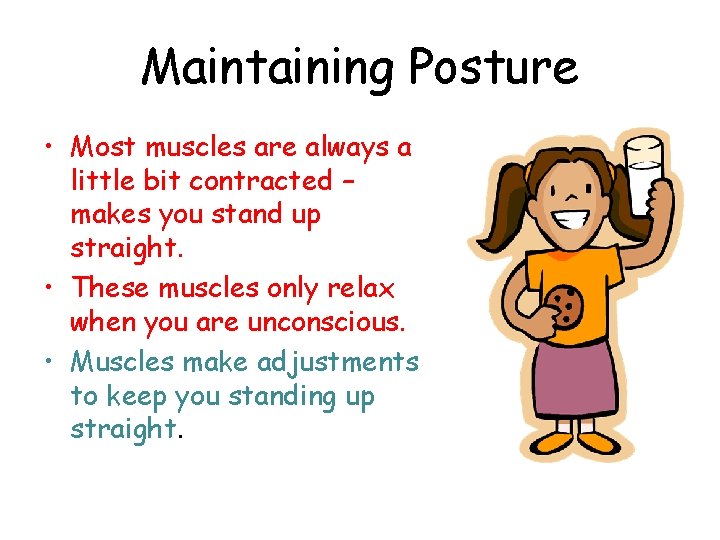 Maintaining Posture • Most muscles are always a little bit contracted – makes you