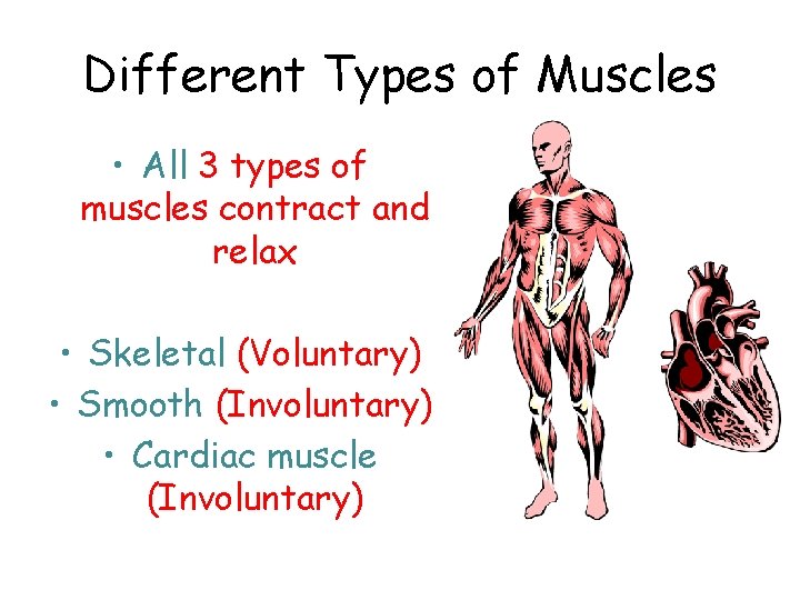 Different Types of Muscles • All 3 types of muscles contract and relax •
