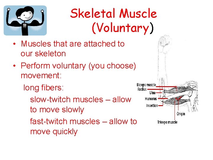Skeletal Muscle (Voluntary) • Muscles that are attached to our skeleton • Perform voluntary