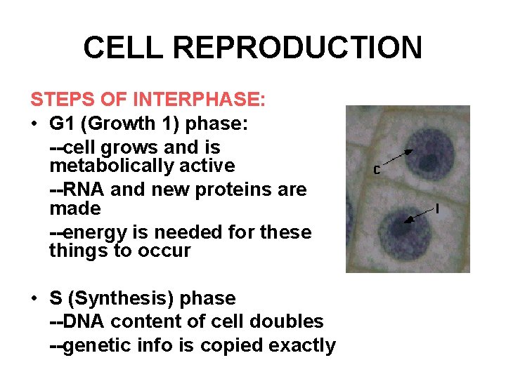 CELL REPRODUCTION STEPS OF INTERPHASE: • G 1 (Growth 1) phase: --cell grows and