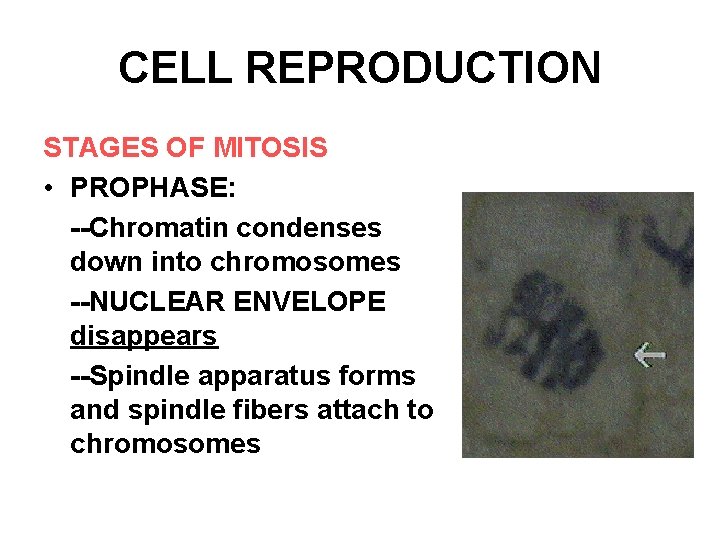 CELL REPRODUCTION STAGES OF MITOSIS • PROPHASE: --Chromatin condenses down into chromosomes --NUCLEAR ENVELOPE