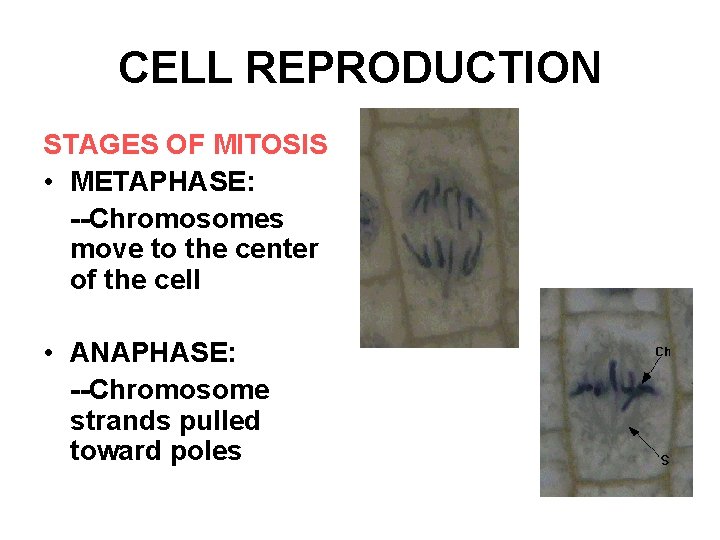 CELL REPRODUCTION STAGES OF MITOSIS • METAPHASE: --Chromosomes move to the center of the