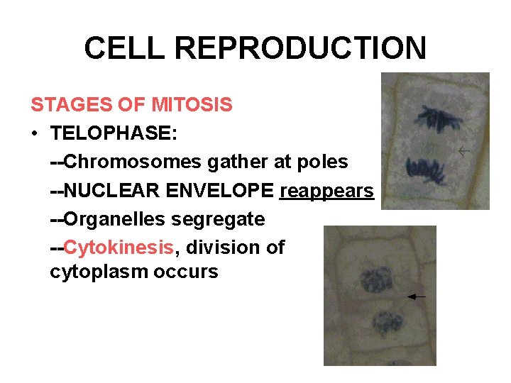 CELL REPRODUCTION STAGES OF MITOSIS • TELOPHASE: --Chromosomes gather at poles --NUCLEAR ENVELOPE reappears