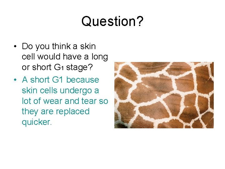Question? • Do you think a skin cell would have a long or short