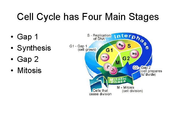 Cell Cycle has Four Main Stages • • Gap 1 Synthesis Gap 2 Mitosis