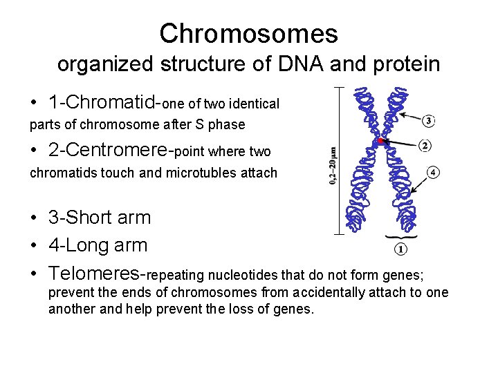 Chromosomes organized structure of DNA and protein • 1 -Chromatid-one of two identical parts