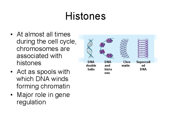 Histones • At almost all times during the cell cycle, chromosomes are associated with