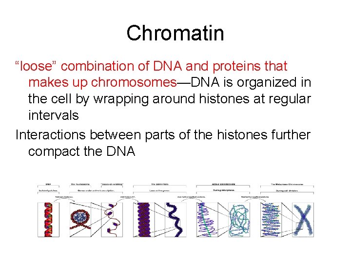 Chromatin “loose” combination of DNA and proteins that makes up chromosomes—DNA is organized in
