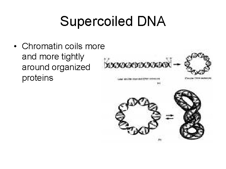 Supercoiled DNA • Chromatin coils more and more tightly around organized proteins 